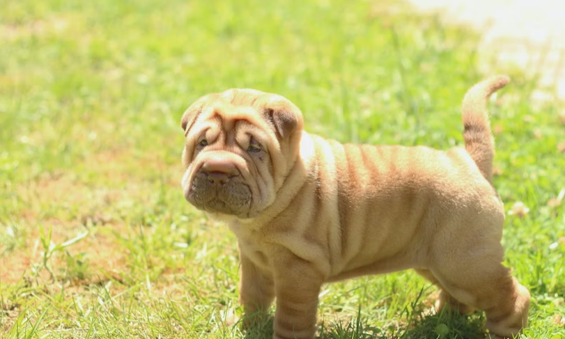 Knowing about puppy Shar Pei