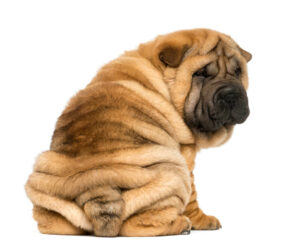 Back view of a Shar pei puppy sitting and looking at the camera