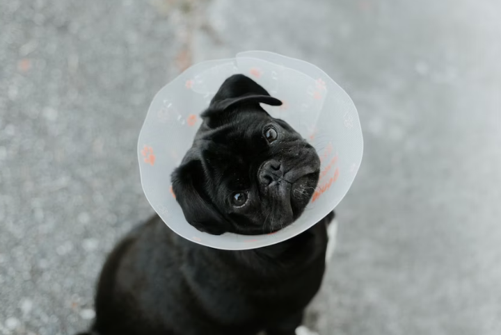 Best Recovery Collars for Your Shar-Pei