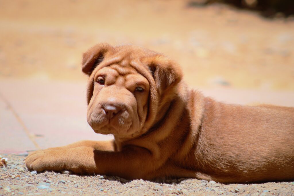 Physical features of a Shar-Pei Boxer Mix 