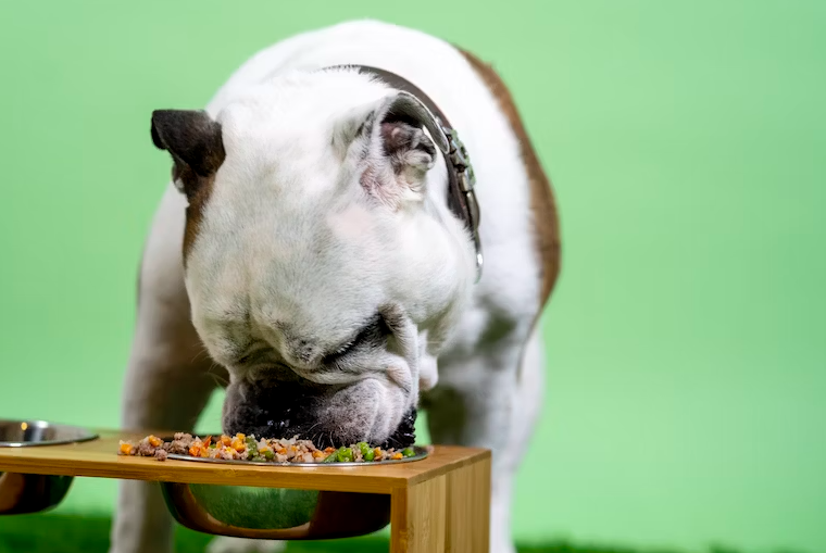 is it recommended for shar Pei to eat vegetarian diet