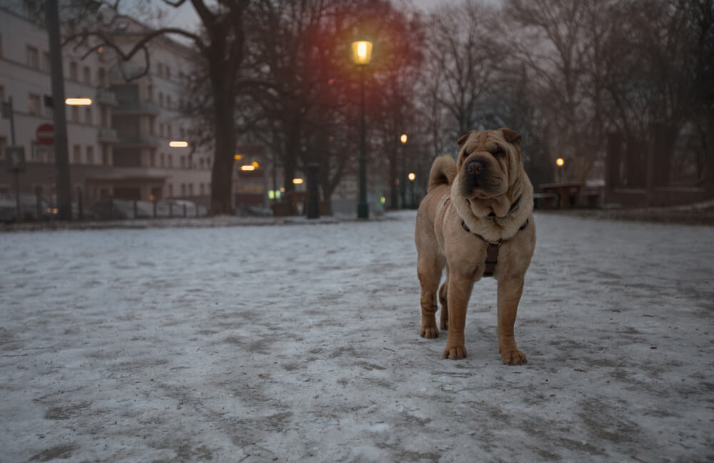Cute little shar pei chinese dog in a park evening