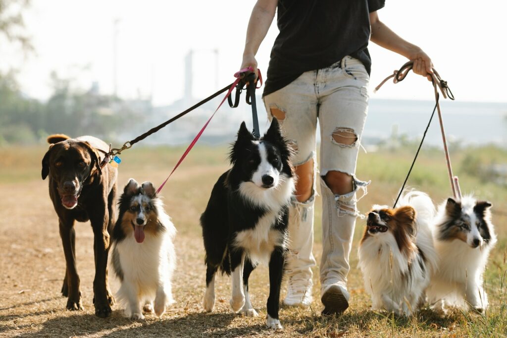 Dogs are naturally friendly animals due to their social nature and pack mentality, as they have evolved to form strong bonds with humans and other dogs.