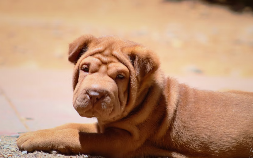Cost of Shar-Pei breeders charge for puppies