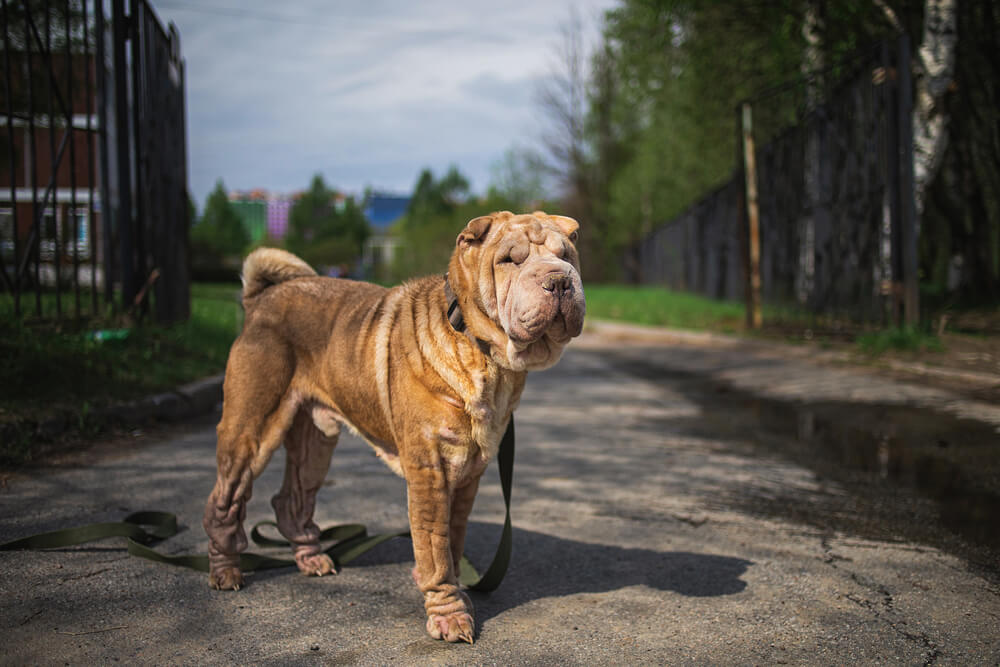 Shar Pei dog with leash standing on road