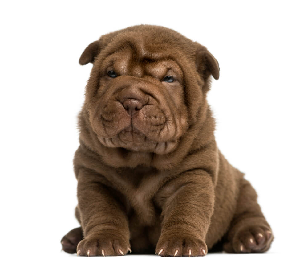 Shar Pei puppy sitting, isolated on white