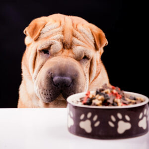 Sharpei dog with plate