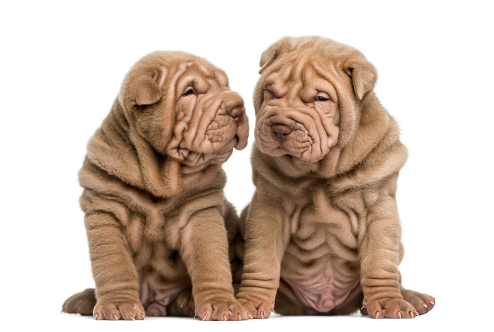 Two Shar Pei puppies sitting together, isolated on white