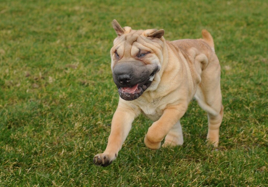 Adorable Sharpei puppy playing outside