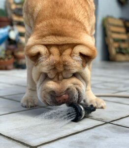 Best food for Shar Pei