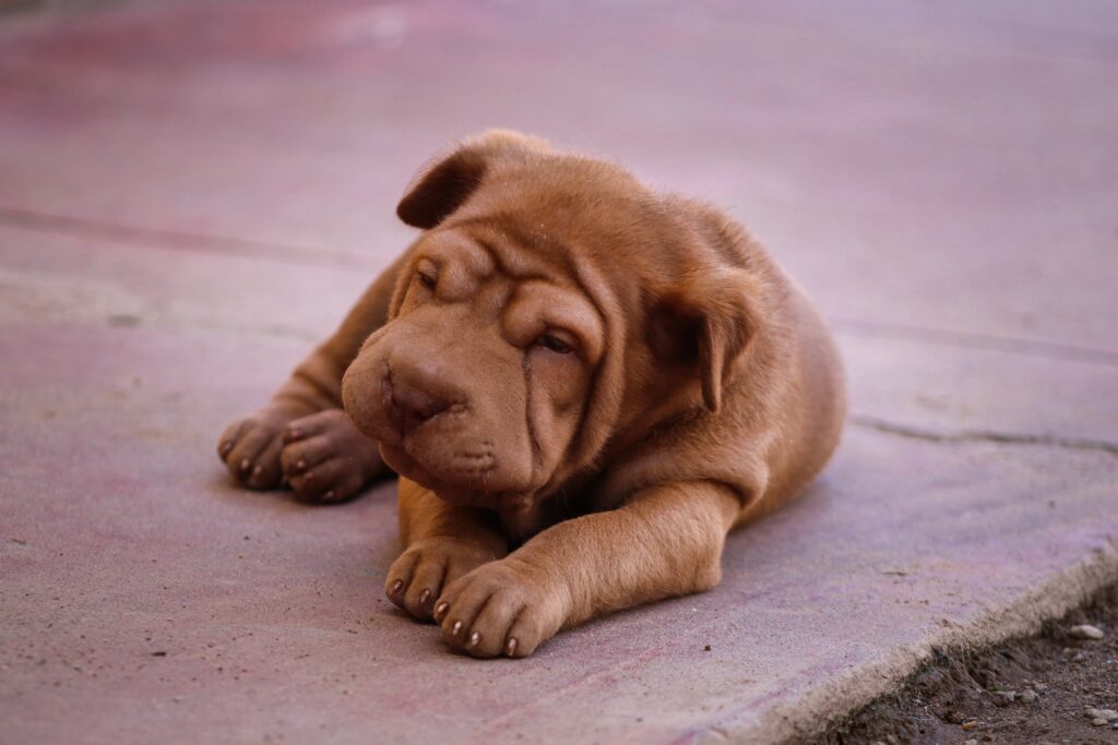 Effective home remedy for Shar Pei breathing fast