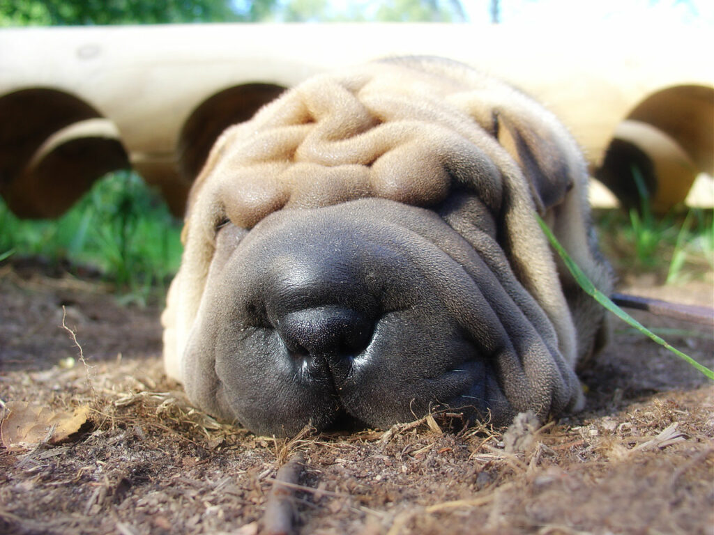 Shar Peis Being good to others