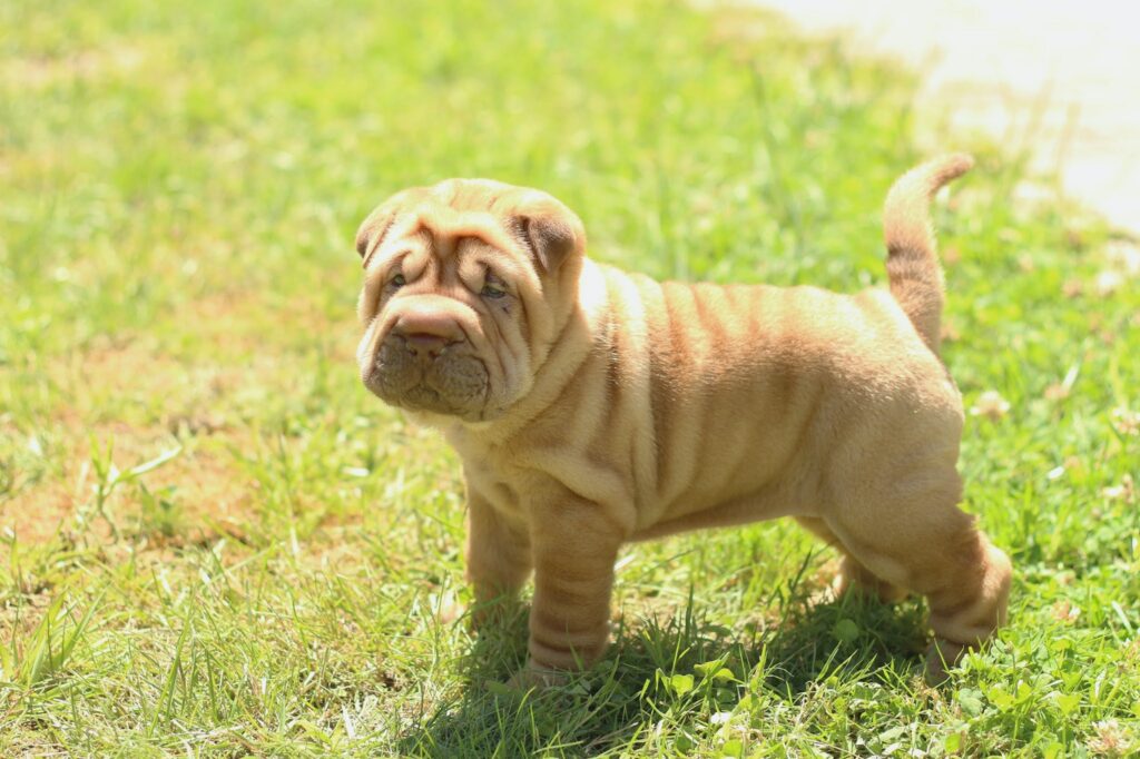 Content Sharpei basking in the sun